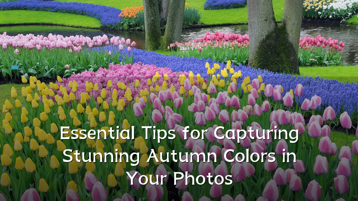 Essential Tips for Capturing Stunning Autumn Colors in Your Photos